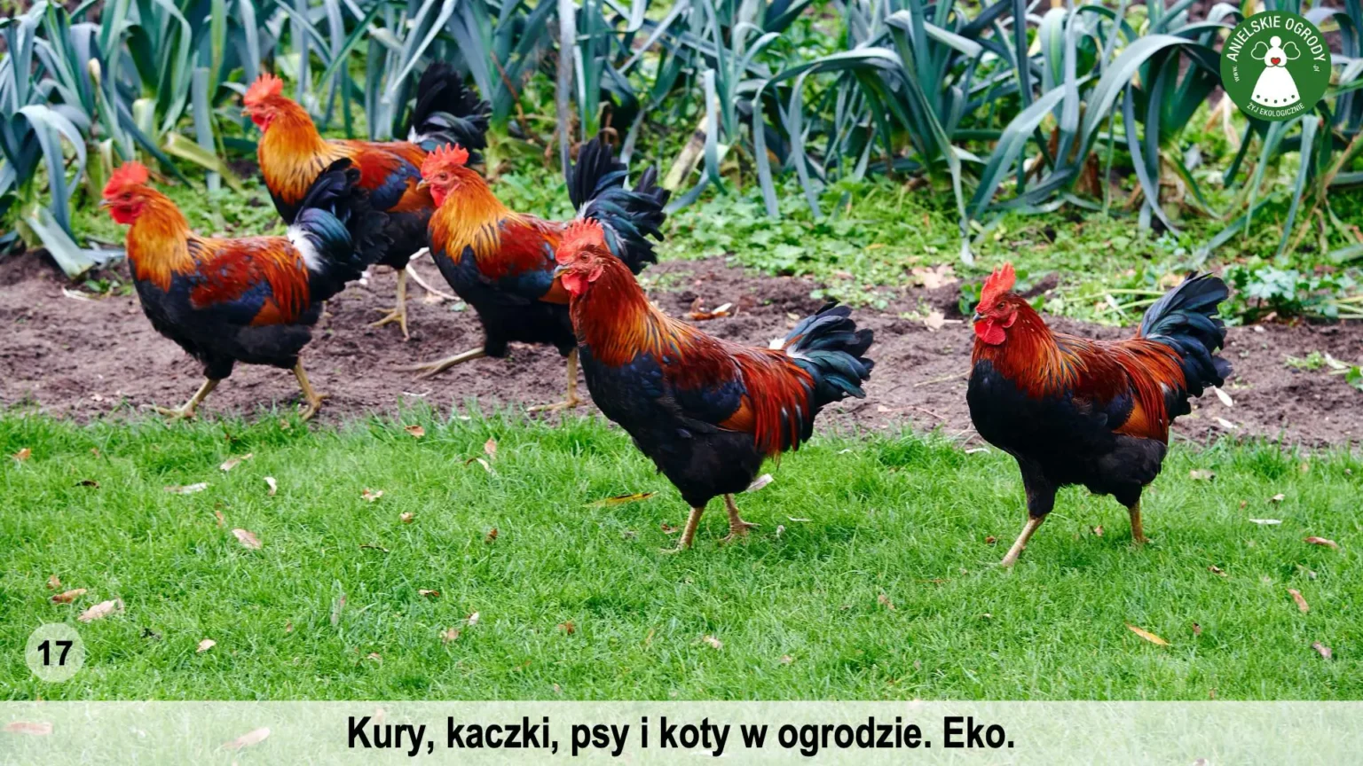 anielskie_ogrody_ogrod_ekologiczny_17